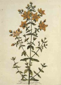 Benefits of St. John’s Wort Image